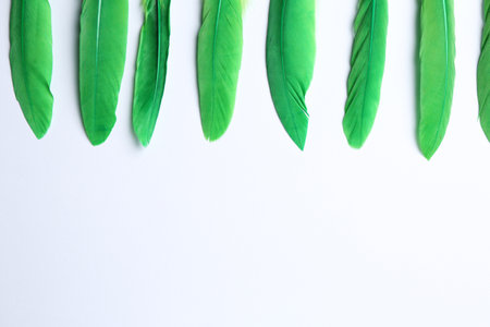 Green feathers on white background, flat lay. Space for textの写真素材