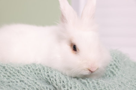 Fluffy white rabbit on soft blanket, closeup. cute petの写真素材