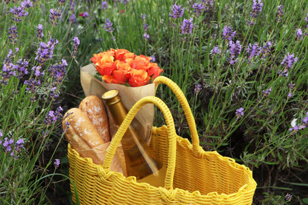 Yellow wicker bag with beautiful roses, bottle of wine and baguettes in lavender fieldの写真素材