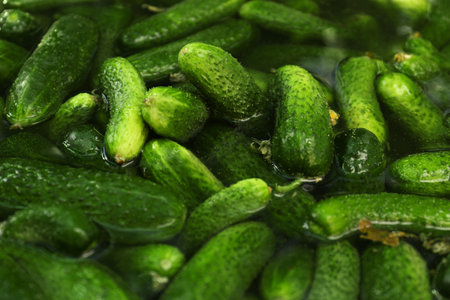 Many fresh ripe cucumbers in water, closeupの写真素材