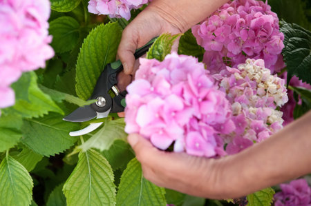 Gardener cutting hydrangea with secateurs outdoors, closeupの写真素材