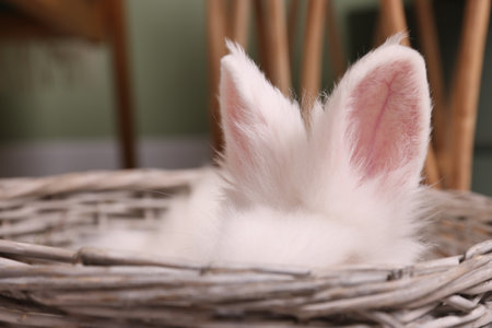 Fluffy white rabbit in wicker basket indoors, closeup. cute petの写真素材