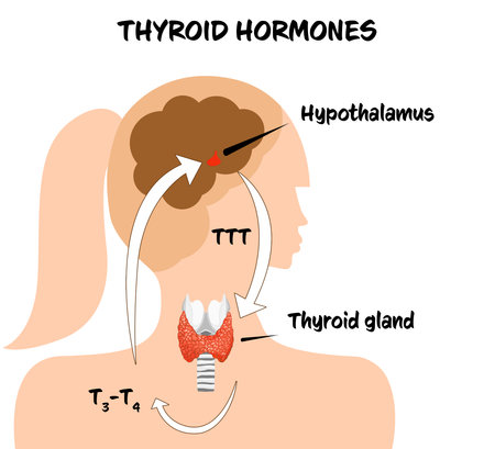 Medical poster with thyroid hormones image on white backgroundの写真素材