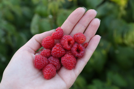 Woman holding pile of delicious ripe raspberries outdoors, above view