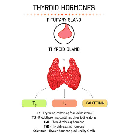 Medical poster with thyroid hormones image on light backgroundの写真素材