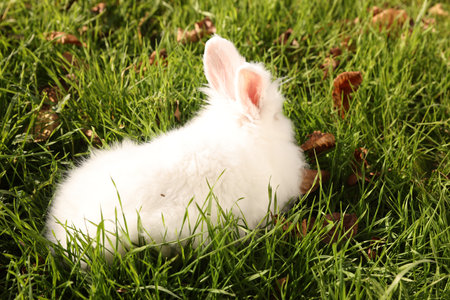 Fluffy white rabbit on green grass outdoors. cute petの写真素材
