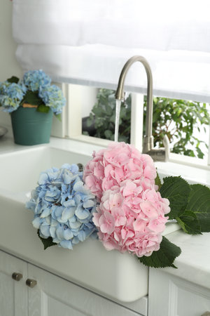 Beautiful light blue and pink hortensia flowers in kitchen sinkの写真素材