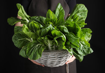 Woman holding bok choy cabbage on black background, closeupの写真素材