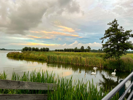 Beautiful view of swans on river, reeds and cloudy skyの写真素材