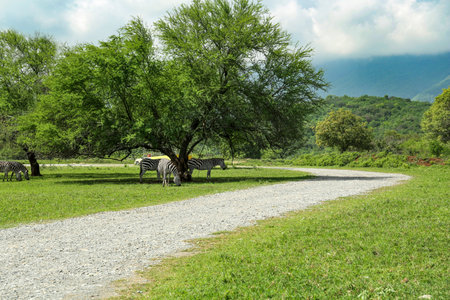 Beautiful striped African zebras in safari parkの写真素材