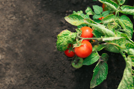 Green plant with ripe red tomatoes in gardenの写真素材
