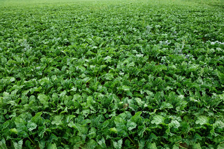 Beautiful view of beet plants with green leaves growing in field