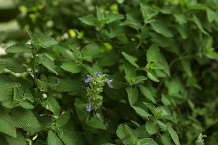 Beautiful melissa with lush green leaves growing outdoorsの写真素材