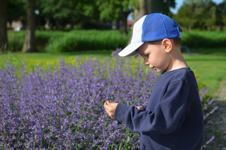 Cute boy standing near lavender plants in park outdoorsの写真素材