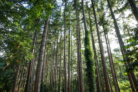 Beautiful view of green trees in the forest