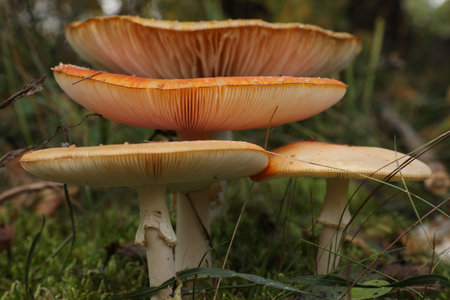 Beautiful mushrooms growing in the forest, closeup viewの写真素材