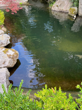 Beautiful sturgeon fish swimming in zoological park
