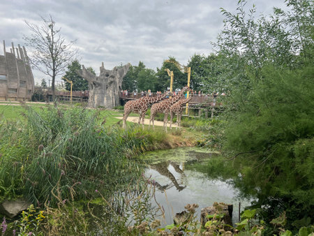 Rotterdam, Netherlands - August 27, 2022: Group of beautiful giraffes in zoo enclosureの写真素材
