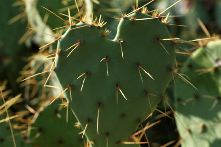 Beautiful prickly pear cactus growing outdoors on sunny day, closeupの写真素材