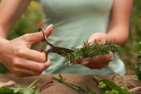Woman cutting fresh green dill with scissors outdoors, closeupの写真素材