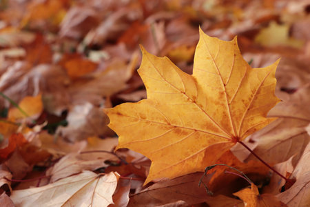 Pile of beautiful fallen leaves outdoors on autumn day, closeup