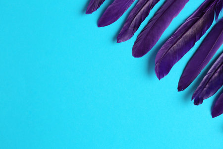Purple feathers on light blue background, flat lay. Space for textの写真素材