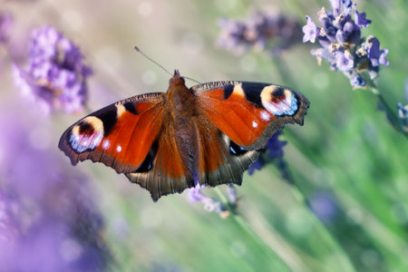 Beautiful butterfly in lavender field on sunny day, closeupの写真素材