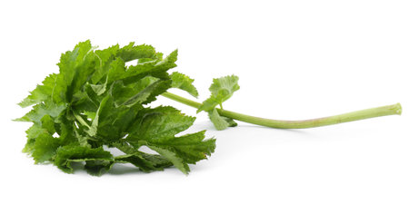 Tasty fresh green parsnip leaves isolated on whiteの写真素材