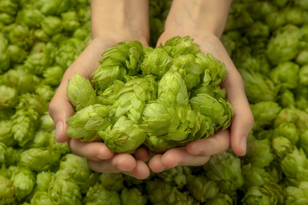 Woman holding pile of fresh ripe hops, closeupの写真素材