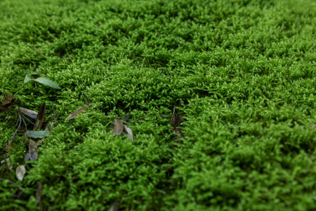 Stone wall overgrown with green moss outdoors, closeupの写真素材