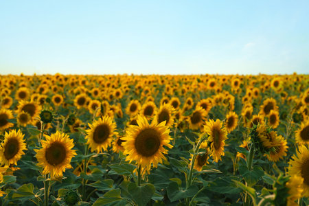 Beautiful view of field with blooming sunflowers under sky on summer dayの写真素材