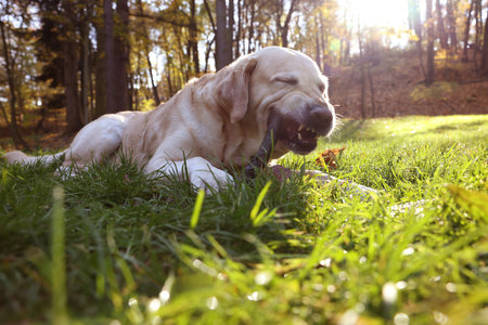 Cute Labrador Retriever dog playing with stick on green grass in sunny autumn parkの写真素材