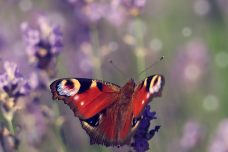 Beautiful butterfly in lavender field on sunny day, closeupの写真素材