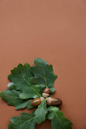 Acorns and green oak leaves on brown background, flat lay. Space for textの写真素材