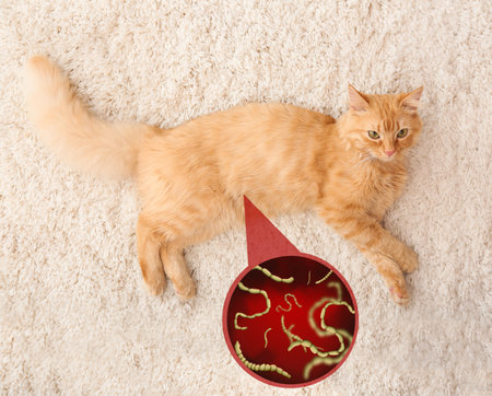 Cute cat and illustration of helminths under microscope on carpet at home. Parasites in animalsの写真素材