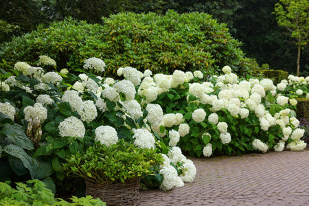 Beautiful park with blooming hydrangeas and paved pathway. landscape design