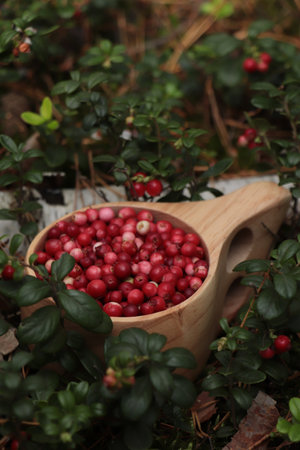 Many ripe lingonberries in wooden cup outdoorsの写真素材