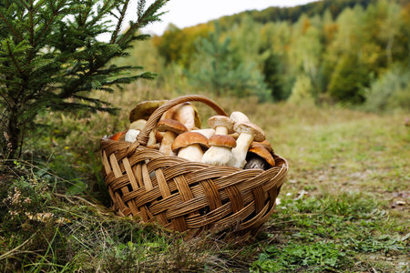 Wicker basket with fresh wild mushrooms outdoorsの写真素材