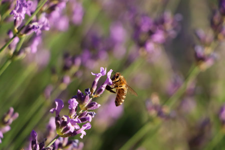 Closeup view of beautiful lavender with bee in field on sunny day