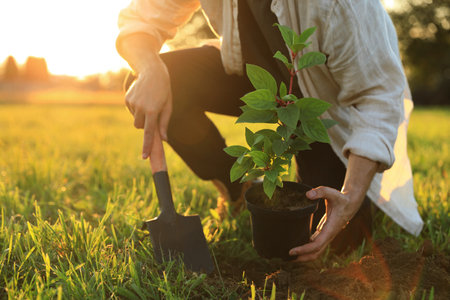 Man planting tree outdoors on sunny day, closeupの写真素材