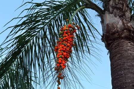 Butia palm with growing fruits, bottom viewの写真素材