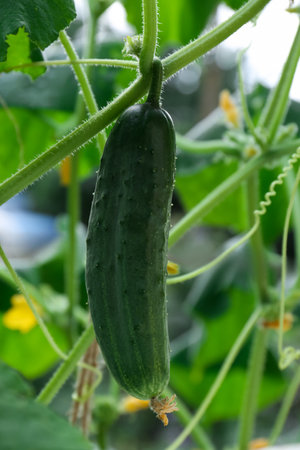 Cucumber growing on bush in garden, closeupの写真素材