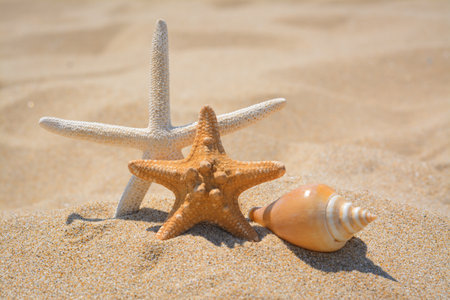 Beautiful starfishes and sea shells on sandy beach