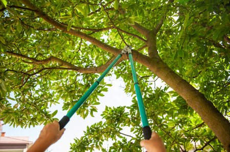 Gardener pruning tree with secateurs outdoors, closeupの写真素材