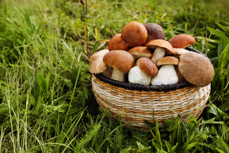 Wicker basket with fresh wild mushrooms outdoors, space for textの写真素材