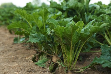White beet plants with green leaves growing in the field
