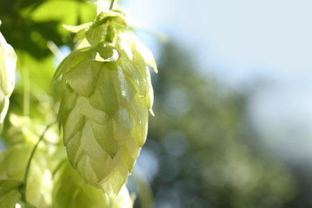 Fresh green hops growing on branch outdoors, closeup. Space for textの写真素材