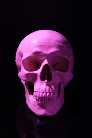 White human skull with teeth on black backgroundの写真素材