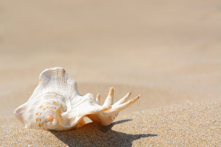 Sandy beach with beautiful seashell on sunny day. Space for text