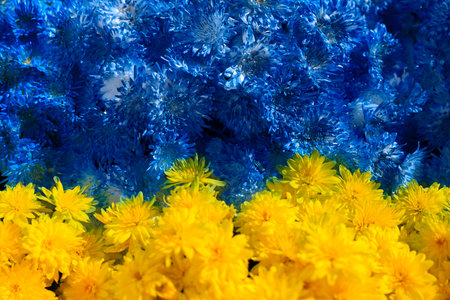 Ukrainian flag made of beautiful blue and yellow flowers as background, closeupの写真素材